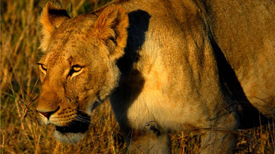 Drömmen om Serengeti